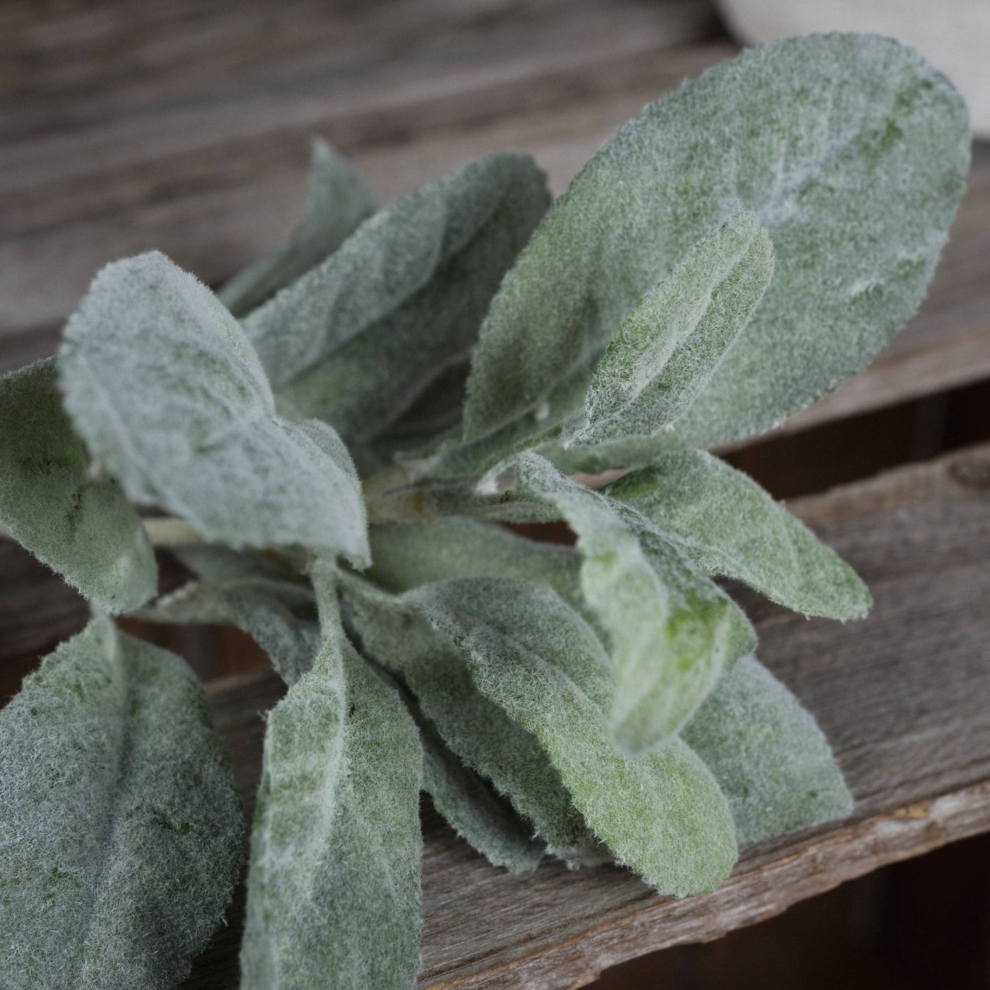 Lambs Ear Spray Faux Plant